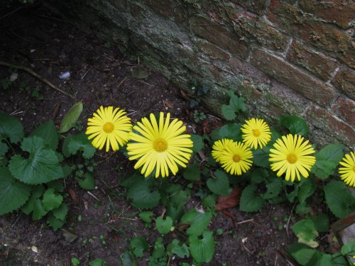 Flowers in the Churchyard