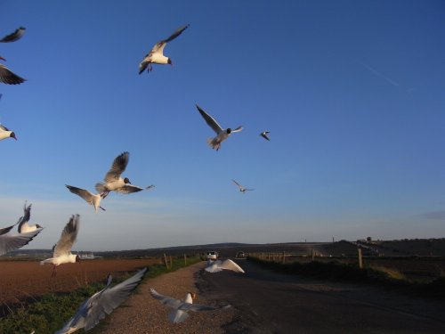 Gulls at Keyhaven