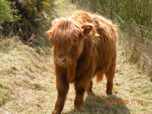 Highland cattle