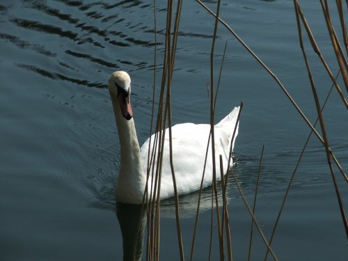 The Swan