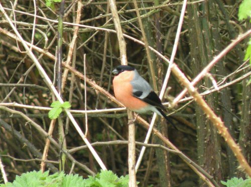 RSPB Fairburn Ings