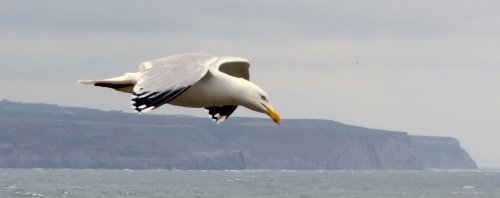 Flying over Whitby Harbour 3