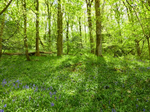 Bluebells