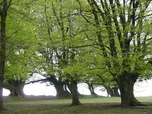 Quantock Hills