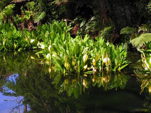 Plants by a lake.