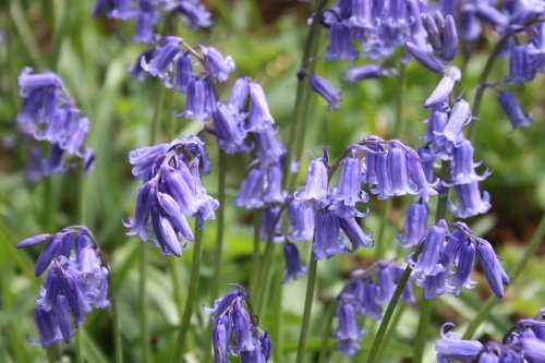 Bluebells