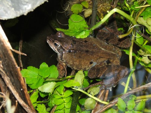 Frog in Pond