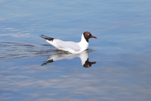 Black Headed Gull