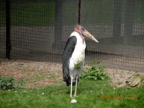 Lotherton Hall Birds