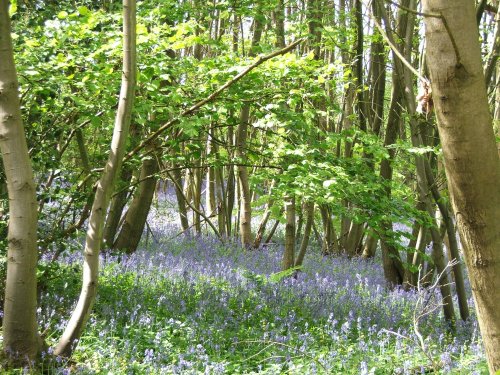 Bluebells