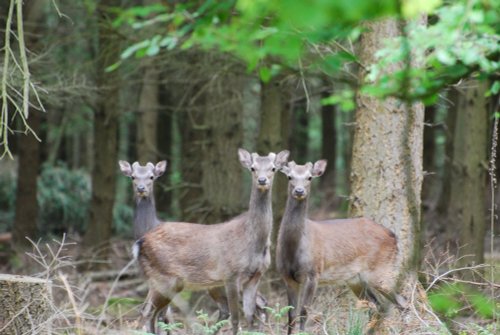 Sika Deer