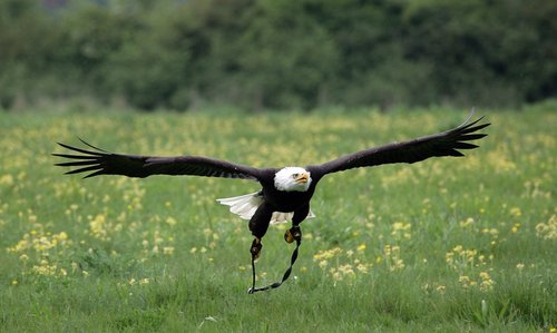 The Hawk Conservancy, Weyhill, Hampshire