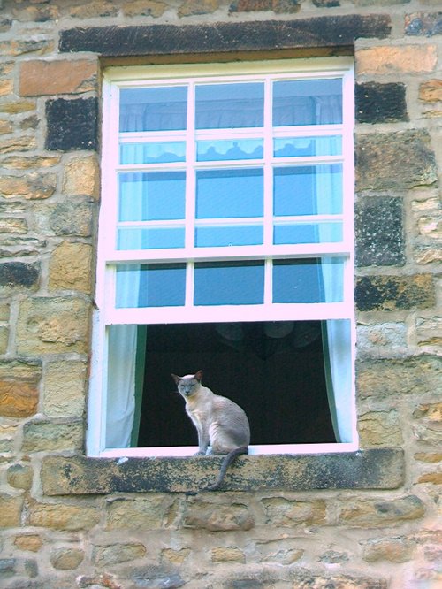 Cat flap