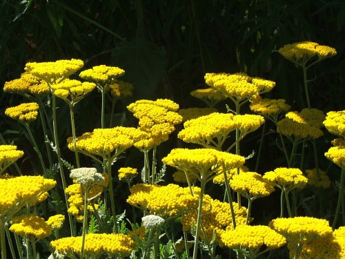 A wall of flowers