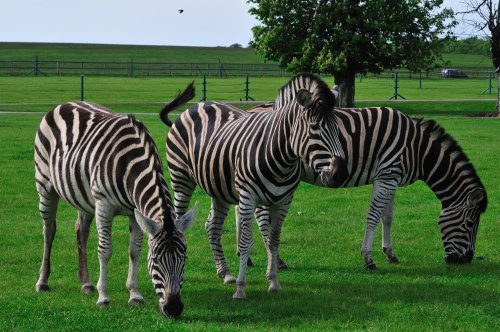 Zebra