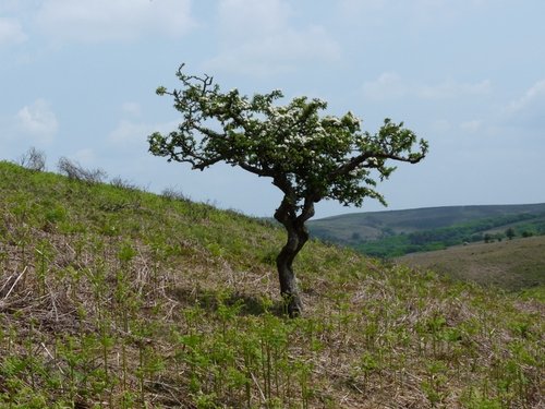 Quantock Hills