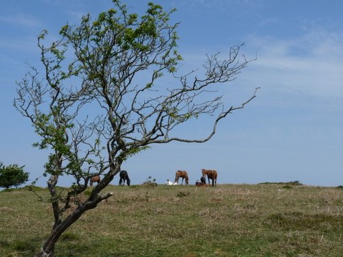 Quantock Hills