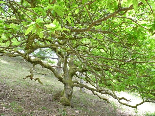 Quantock Hills