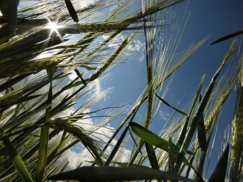 Barley, Steeple Claydon, Bucks