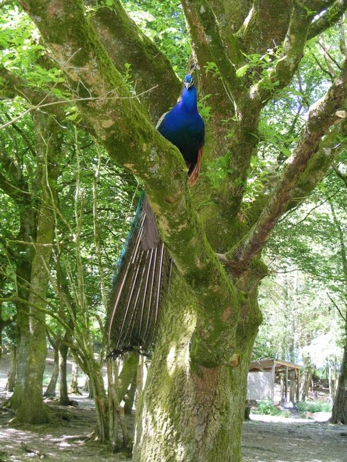 Up a gum tree.