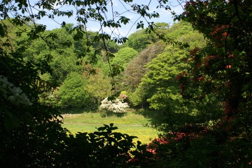 Looking through the trees.