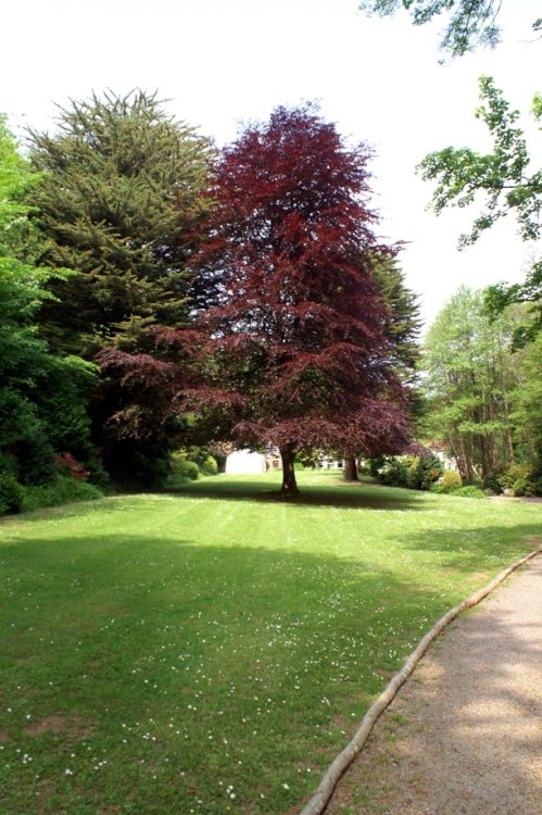 The red tree.