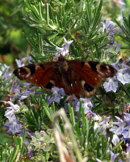 Butterfly or Moth?