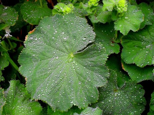 Ladies Mantle in the rain