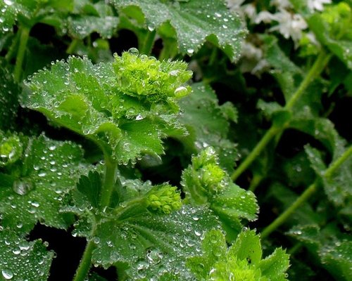 Ladies Mantle in the rain