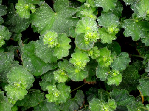 Ladies Mantle in the rain