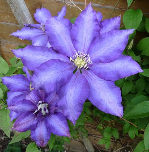 Clematis