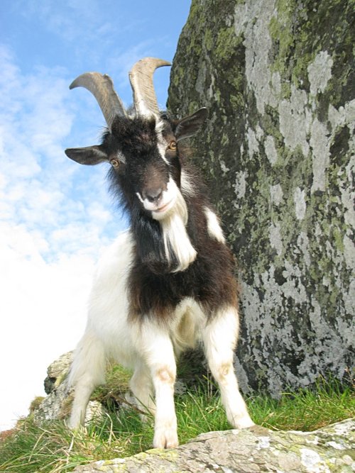 Goat with an attitude