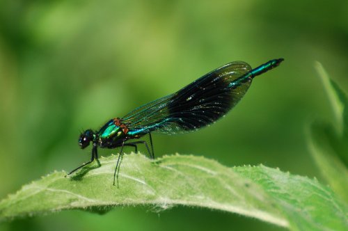 Banded Demoiselle (male)