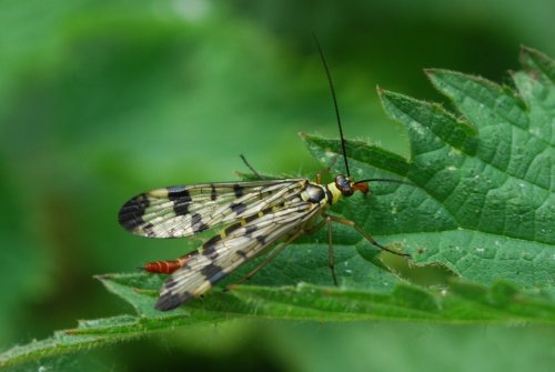 Scorpion Fly (male)