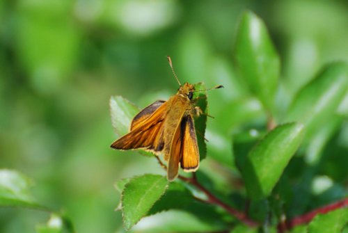 Small Skipper