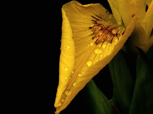 Yellow Flag with raindrops at Steeple Claydon, Bucks