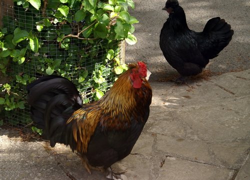 Exmoor Zoo.