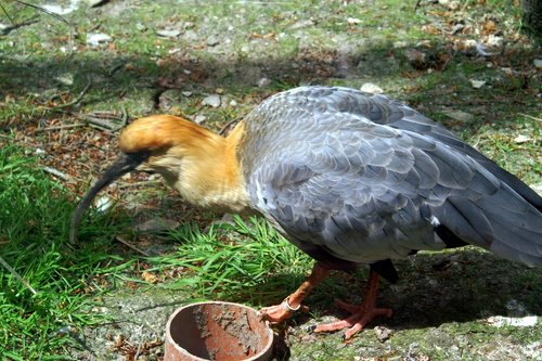 Another bird at Exmoor Zoo.