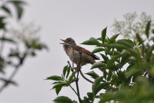 Whitethroat