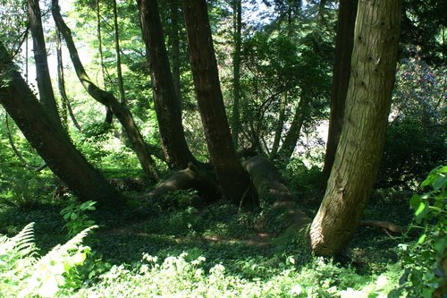 Twisted tree.