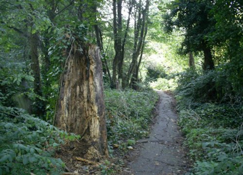 Dead Tree