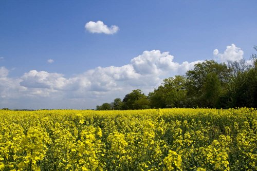 Field near Fradley Junction