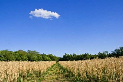 Path from Fradley Junction to Alrewas Hayes