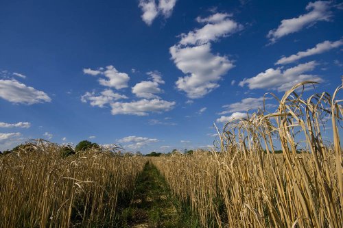 Path from Fradley to Alrewas Hayes