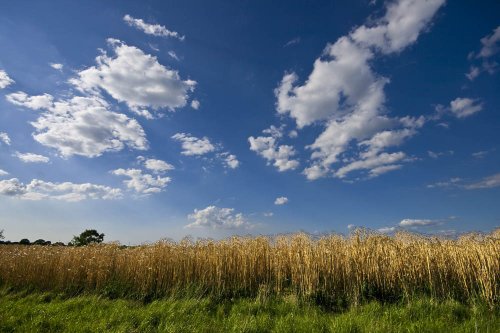 Fields near Alrewas Hayes