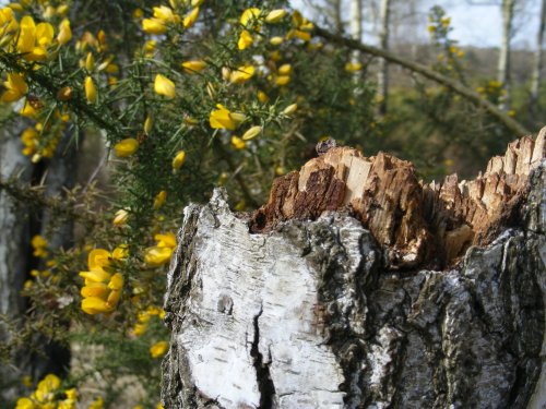 Whitmore Common, Worplesdon close up