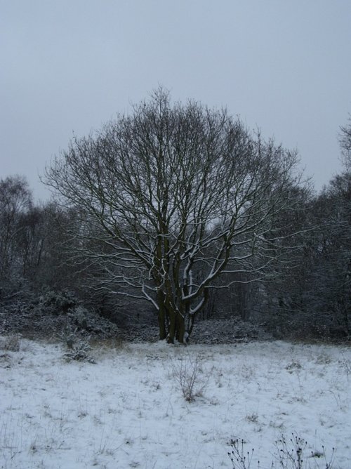 Saltwells Nature Reserve