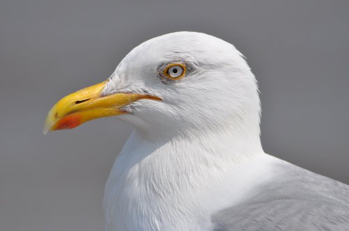 Herring Gull