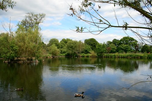 Summer on the Lake at Nidd.