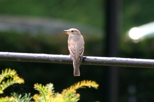 Spotted Flycatcher 1.